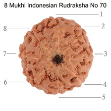 Load image into Gallery viewer, 8 Mukhi Rudraksha from Indonesia - Bead No. 70