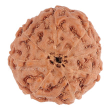 Load image into Gallery viewer, 8 Mukhi Rudraksha from Indonesia - Bead No. 72
