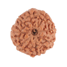 Load image into Gallery viewer, 8 Mukhi Rudraksha from Indonesia - Bead No. 72