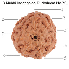 Load image into Gallery viewer, 8 Mukhi Rudraksha from Indonesia - Bead No. 72