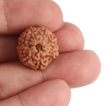Load image into Gallery viewer, 8 Mukhi Rudraksha from Indonesia - Bead No. 74