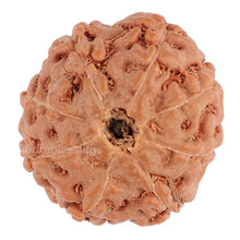 Load image into Gallery viewer, 8 Mukhi Rudraksha from Indonesia - Bead No. 76