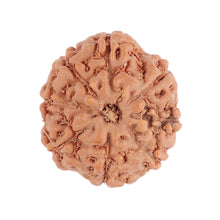 Load image into Gallery viewer, 8 Mukhi Rudraksha from Indonesia - Bead No. 76
