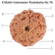 Load image into Gallery viewer, 8 Mukhi Rudraksha from Indonesia - Bead No. 76