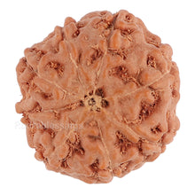 Load image into Gallery viewer, 8 Mukhi Rudraksha from Indonesia - Bead No. 78
