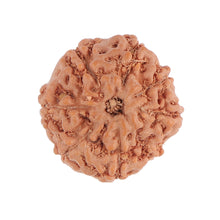 Load image into Gallery viewer, 8 Mukhi Rudraksha from Indonesia - Bead No. 78