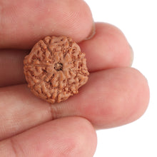 Load image into Gallery viewer, 8 Mukhi Rudraksha from Indonesia - Bead No. 78