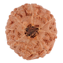 Load image into Gallery viewer, 8 Mukhi Rudraksha from Indonesia - Bead No. 85