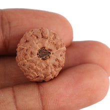 Load image into Gallery viewer, 8 Mukhi Rudraksha from Indonesia - Bead No. 85