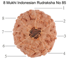 Load image into Gallery viewer, 8 Mukhi Rudraksha from Indonesia - Bead No. 85