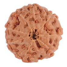 Load image into Gallery viewer, 8 Mukhi Rudraksha from Indonesia - Bead No. 86