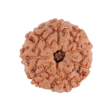 Load image into Gallery viewer, 8 Mukhi Rudraksha from Indonesia - Bead No. 86