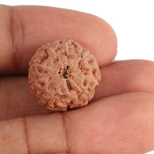 Load image into Gallery viewer, 8 Mukhi Rudraksha from Indonesia - Bead No. 86
