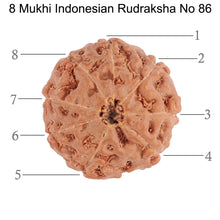 Load image into Gallery viewer, 8 Mukhi Rudraksha from Indonesia - Bead No. 86