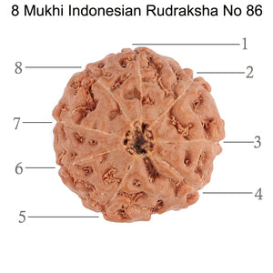 8 Mukhi Rudraksha from Indonesia - Bead No. 86