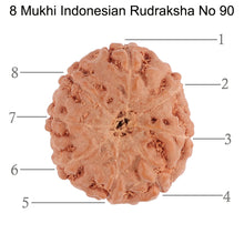 Load image into Gallery viewer, 8 Mukhi Rudraksha from Indonesia - Bead No. 90