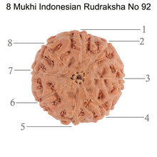 Load image into Gallery viewer, 8 Mukhi Rudraksha from Indonesia - Bead No. 92