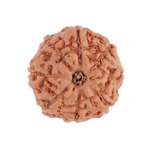 Load image into Gallery viewer, 8 Mukhi Rudraksha from Indonesia - Bead No. 93