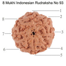 Load image into Gallery viewer, 8 Mukhi Rudraksha from Indonesia - Bead No. 93