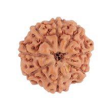 Load image into Gallery viewer, 8 Mukhi Rudraksha from Indonesia - Bead No. 94