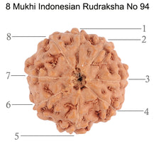 Load image into Gallery viewer, 8 Mukhi Rudraksha from Indonesia - Bead No. 94