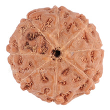 Load image into Gallery viewer, 8 Mukhi Rudraksha from Indonesia - Bead No. 95
