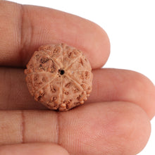 Load image into Gallery viewer, 8 Mukhi Rudraksha from Indonesia - Bead No. 95