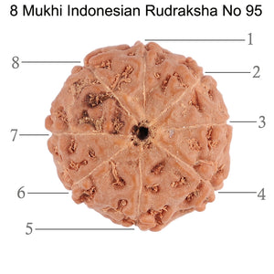 8 Mukhi Rudraksha from Indonesia - Bead No. 95