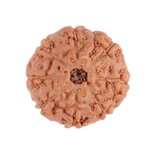 Load image into Gallery viewer, 8 Mukhi Rudraksha from Indonesia - Bead No. 96