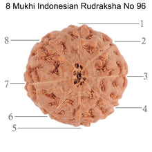 Load image into Gallery viewer, 8 Mukhi Rudraksha from Indonesia - Bead No. 96