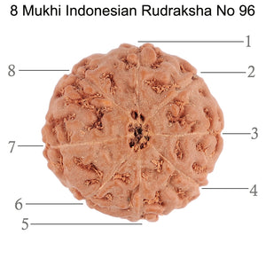 8 Mukhi Rudraksha from Indonesia - Bead No. 96