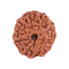 Load image into Gallery viewer, 8 Mukhi Rudraksha from Indonesia - Bead No. 98