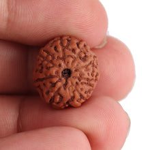 Load image into Gallery viewer, 8 Mukhi Rudraksha from Indonesia - Bead No. 98
