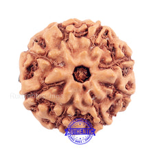 Load image into Gallery viewer, 8 Mukhi Indonesian Rudraksha with Om Marking