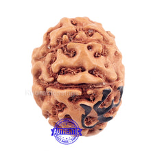 Load image into Gallery viewer, 8 Mukhi Indonesian Rudraksha with Om Marking
