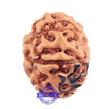 Load image into Gallery viewer, 8 Mukhi Indonesian Rudraksha with Om Marking