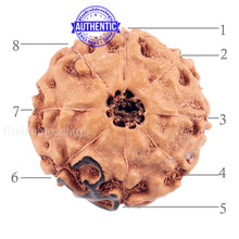 Load image into Gallery viewer, 8 Mukhi Indonesian Rudraksha with Om Marking