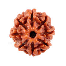 Load image into Gallery viewer, 8 Mukhi Nepalese Rudraksha - Bead No. 27