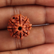 Load image into Gallery viewer, 8 Mukhi Nepalese Rudraksha - Bead No. 27