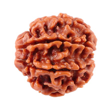 Load image into Gallery viewer, 8 Mukhi Nepalese Rudraksha - Bead No. 27