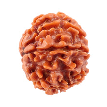 Load image into Gallery viewer, 8 Mukhi Nepalese Rudraksha - Bead No. 28