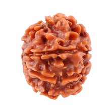 Load image into Gallery viewer, 8 Mukhi Nepalese Rudraksha - Bead No. 28