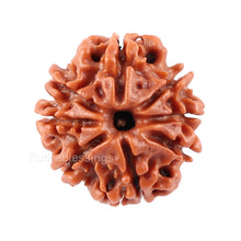 Load image into Gallery viewer, 8 Mukhi Nepalese Rudraksha - Bead No. 29