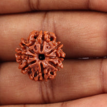 Load image into Gallery viewer, 8 Mukhi Nepalese Rudraksha - Bead No. 29