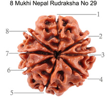Load image into Gallery viewer, 8 Mukhi Nepalese Rudraksha - Bead No. 29