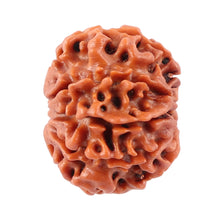 Load image into Gallery viewer, 8 Mukhi Nepalese Rudraksha - Bead No. 29