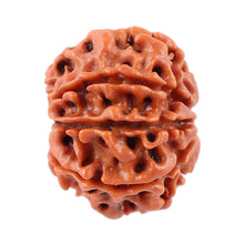 Load image into Gallery viewer, 8 Mukhi Nepalese Rudraksha - Bead No. 29