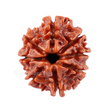 Load image into Gallery viewer, 8 Mukhi Nepalese Rudraksha - Bead No. 30