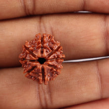 Load image into Gallery viewer, 8 Mukhi Nepalese Rudraksha - Bead No. 30