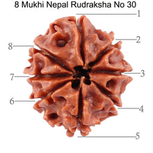 Load image into Gallery viewer, 8 Mukhi Nepalese Rudraksha - Bead No. 30